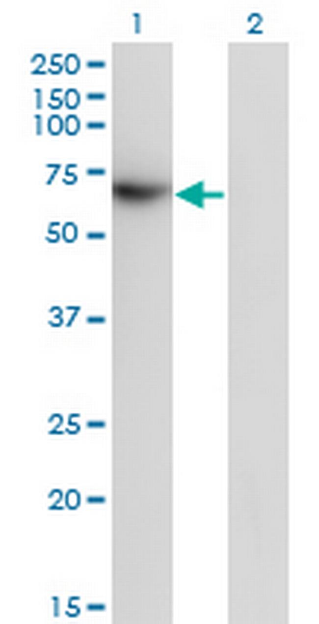 TFCP2 Antibody in Western Blot (WB)