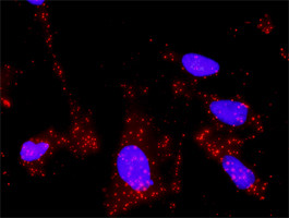 TGFB1 Antibody in Proximity Ligation Assay (PLA) (PLA)