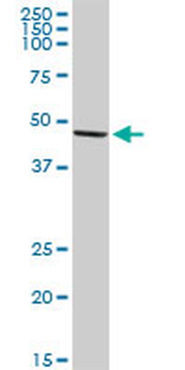 TGFB1I1 Antibody in Western Blot (WB)