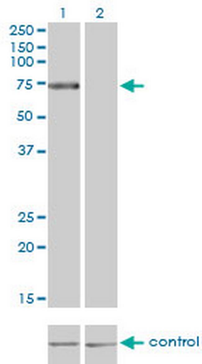 TLR4 Antibody in Western Blot (WB)