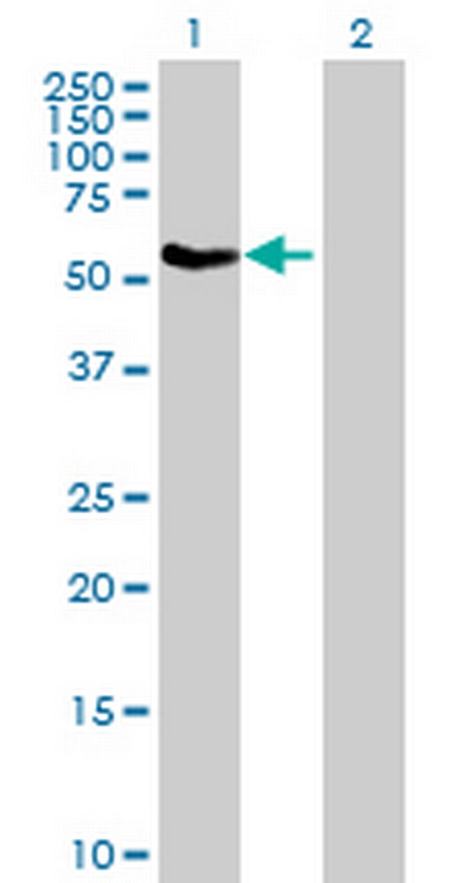 TRAF3 Antibody in Western Blot (WB)