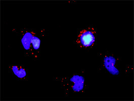 TRAF3 Antibody in Proximity Ligation Assay (PLA) (PLA)