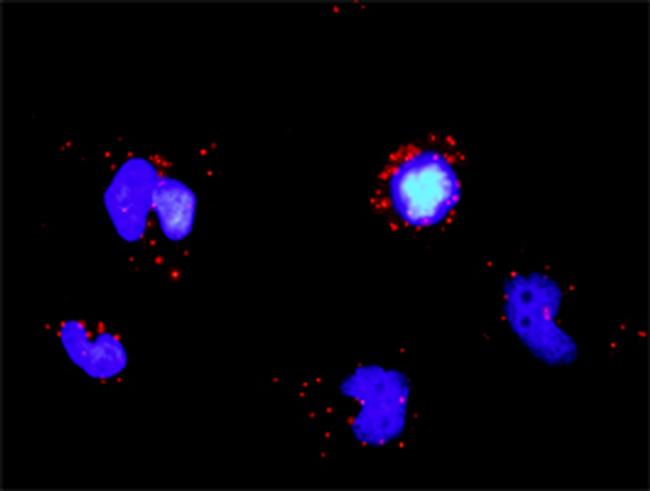 TRAF5 Antibody in Proximity Ligation Assay (PLA) (PLA)