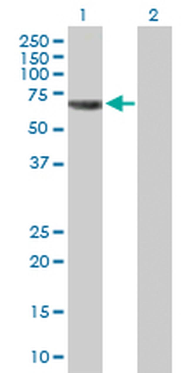 TRAF5 Antibody in Western Blot (WB)