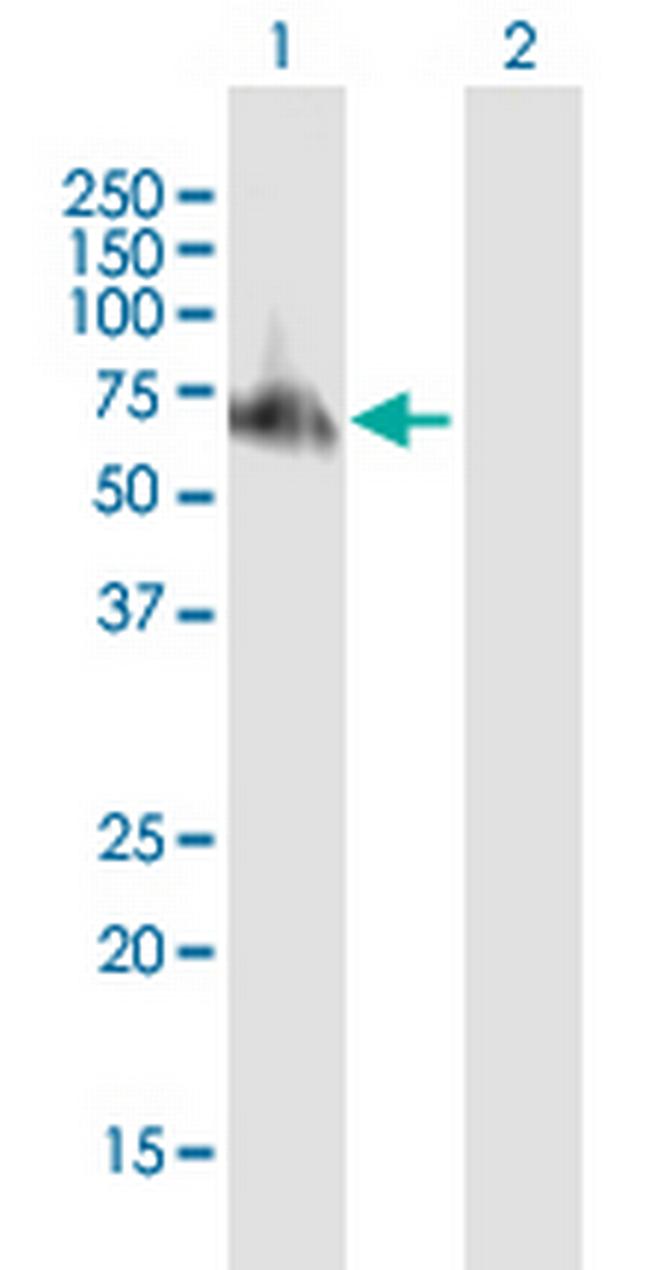 TRAF6 Antibody in Western Blot (WB)