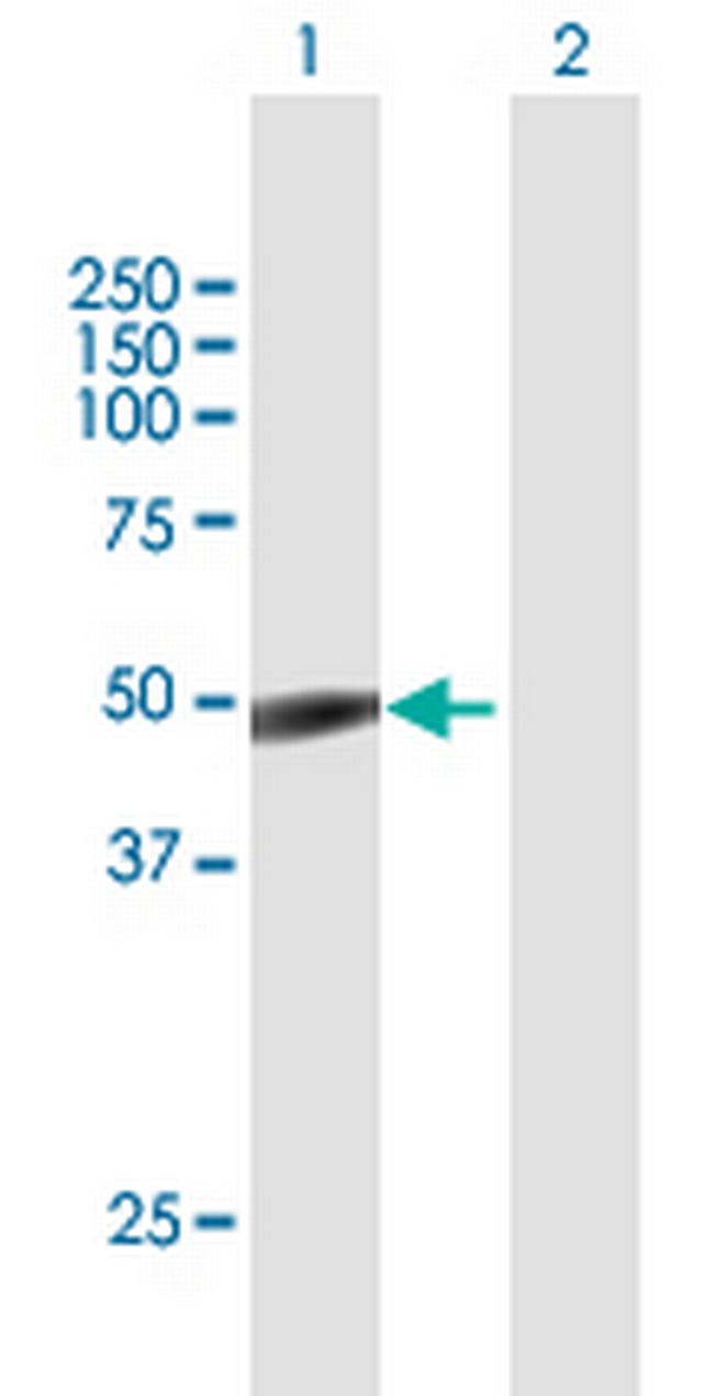 TSG101 Antibody in Western Blot (WB)