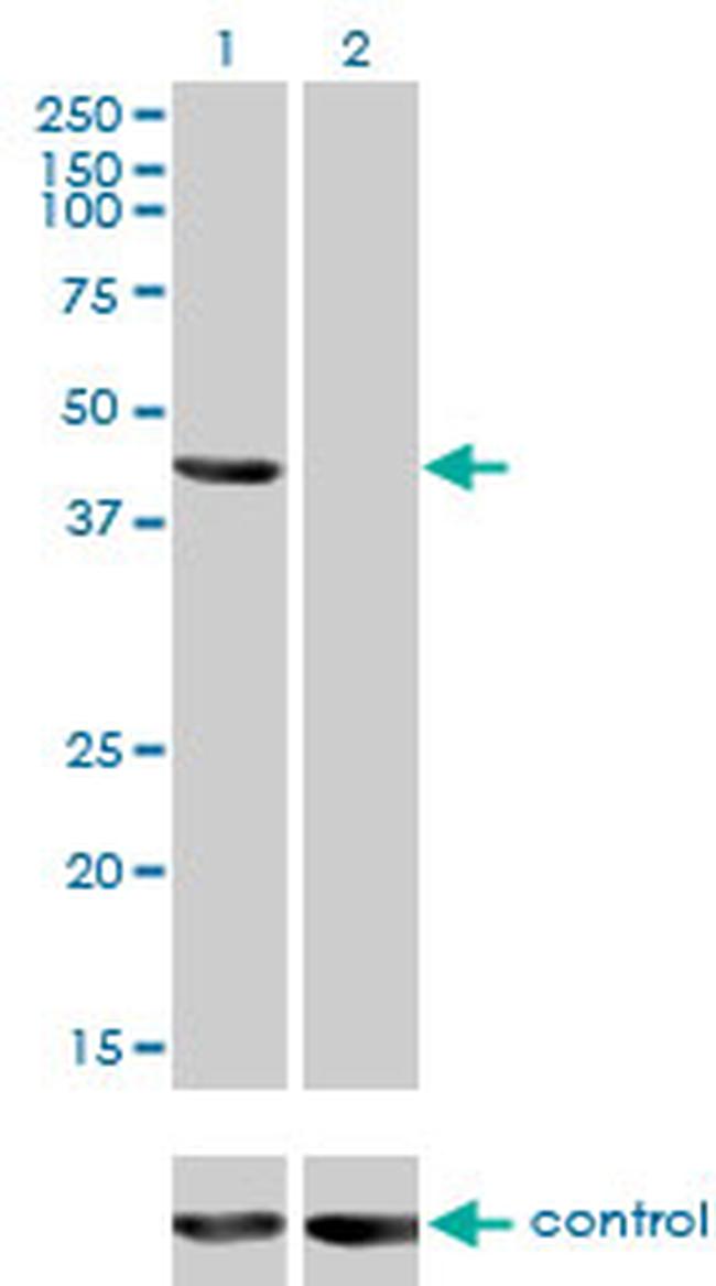 TSG101 Antibody in Western Blot (WB)