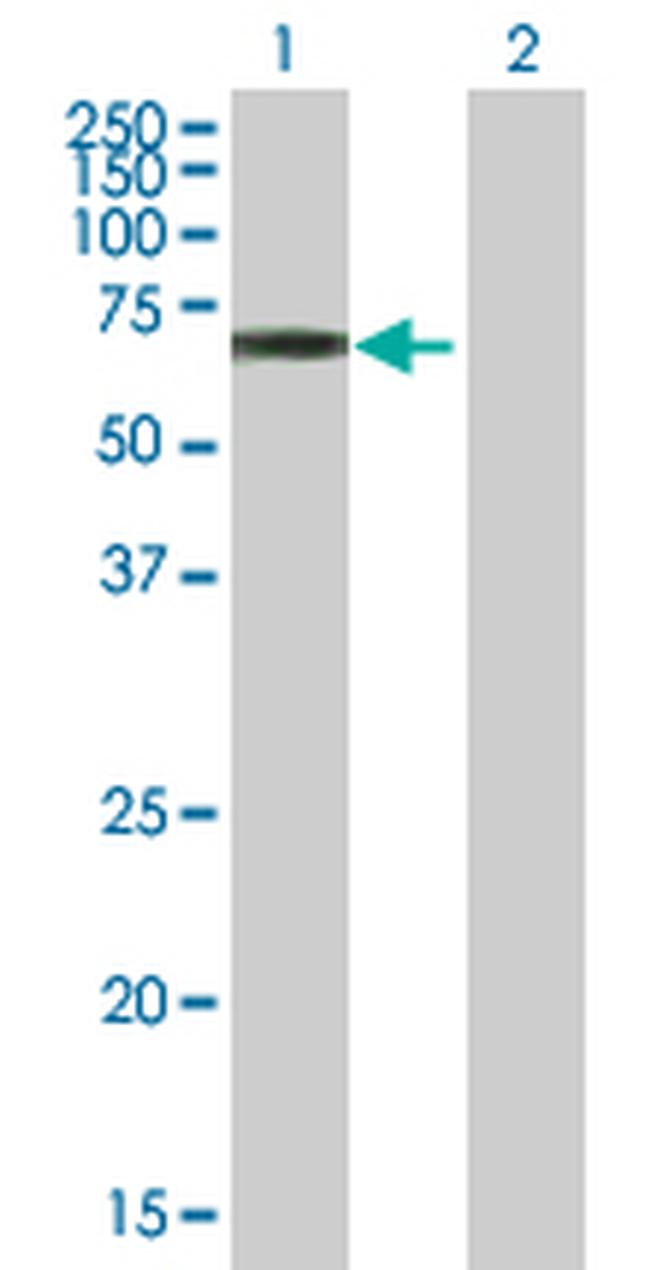 TULP3 Antibody in Western Blot (WB)