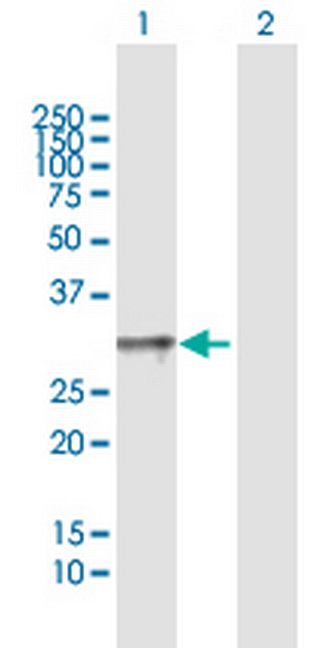 TNFSF4 Antibody in Western Blot (WB)