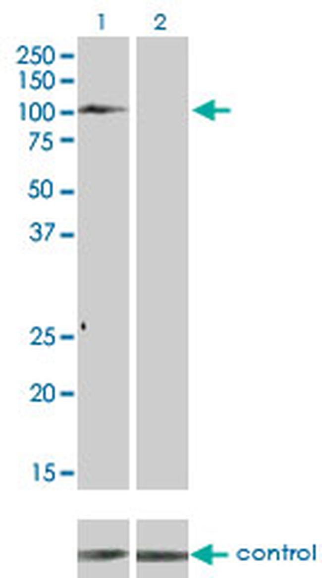 TYRO3 Antibody in Western Blot (WB)