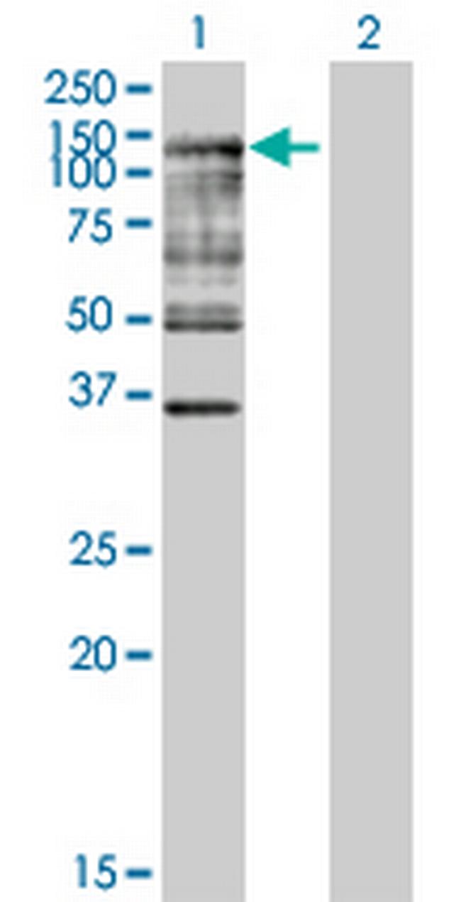 UBE1L Antibody in Western Blot (WB)