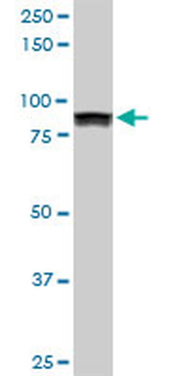 UBTF Antibody in Western Blot (WB)