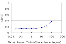 USF2 Antibody in ELISA (ELISA)