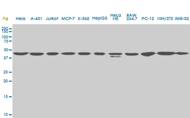 USF2 Antibody in Western Blot (WB)