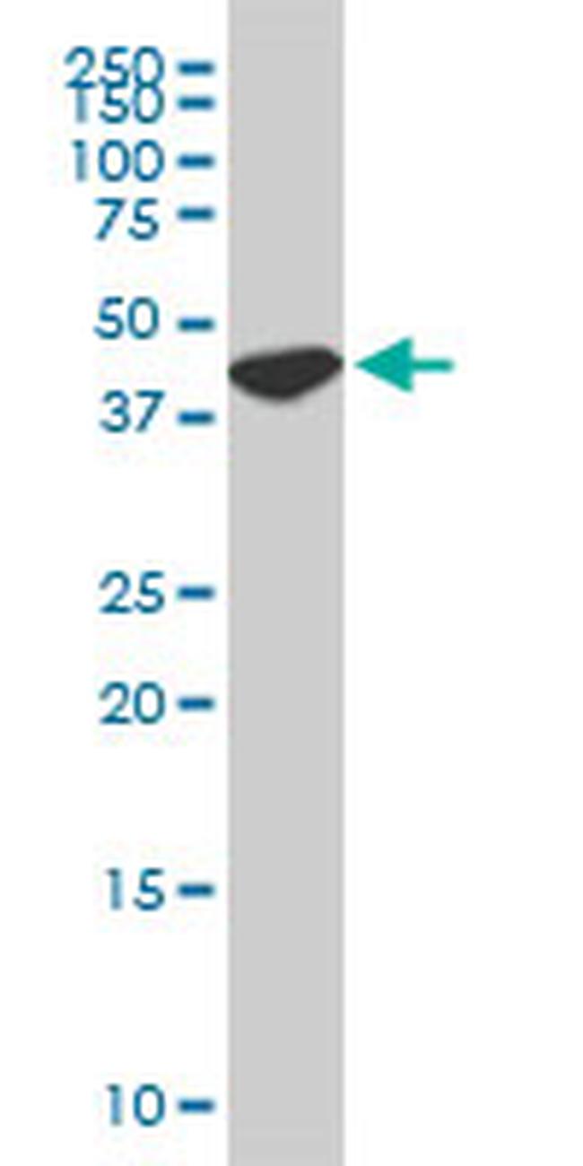 USF2 Antibody in Western Blot (WB)