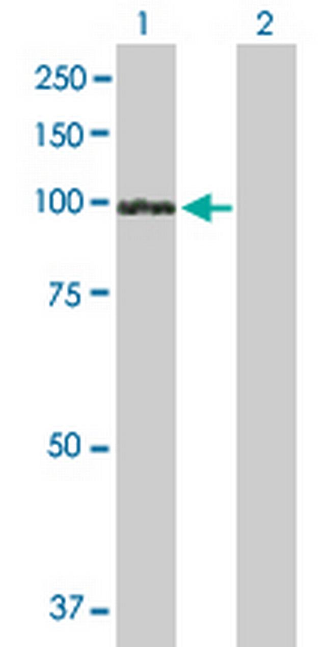 UVRAG Antibody in Western Blot (WB)