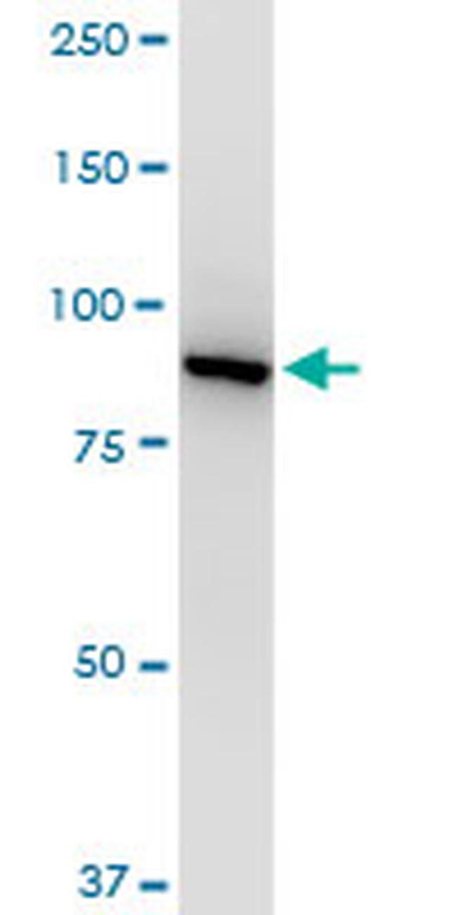 VCP Antibody in Western Blot (WB)