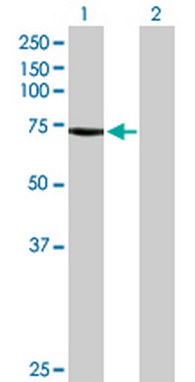 BEST1 Antibody in Western Blot (WB)