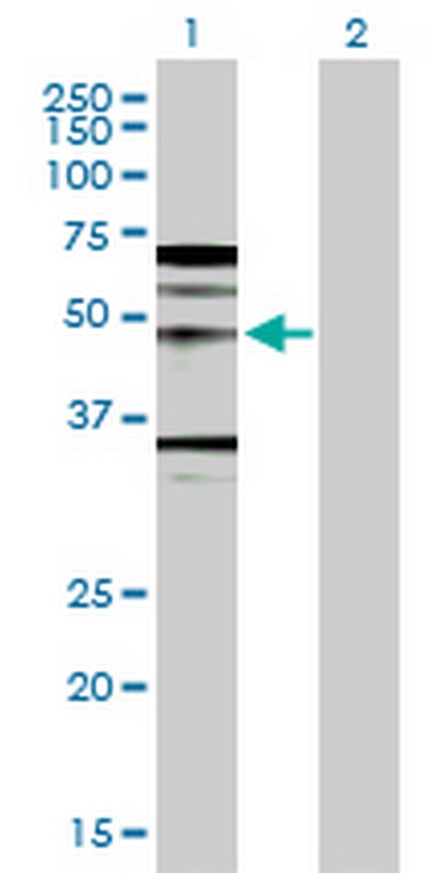 WNT5A Antibody in Western Blot (WB)