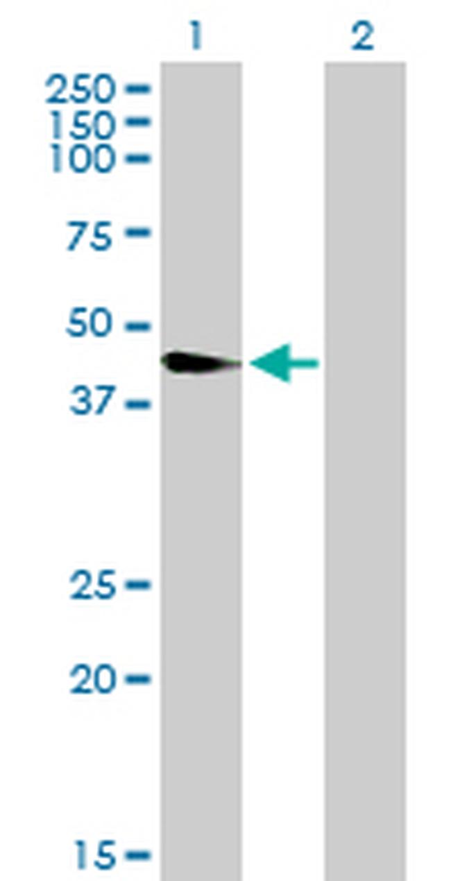 WNT8A Antibody in Western Blot (WB)