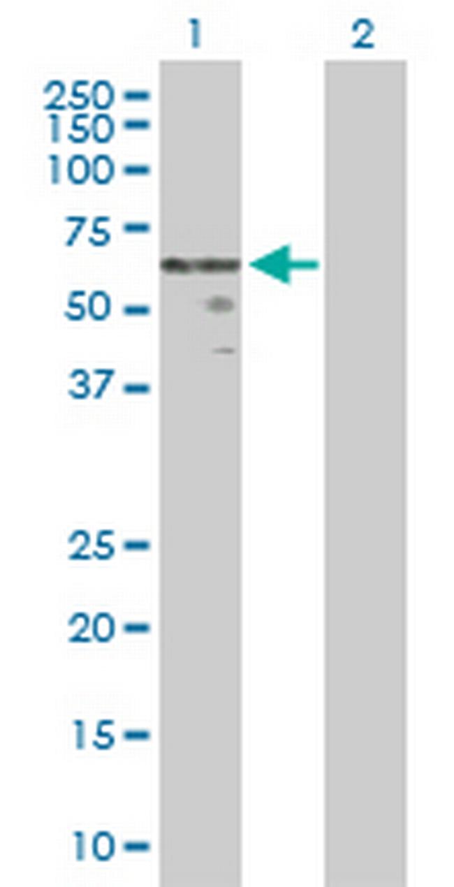 WNT2B Antibody in Western Blot (WB)