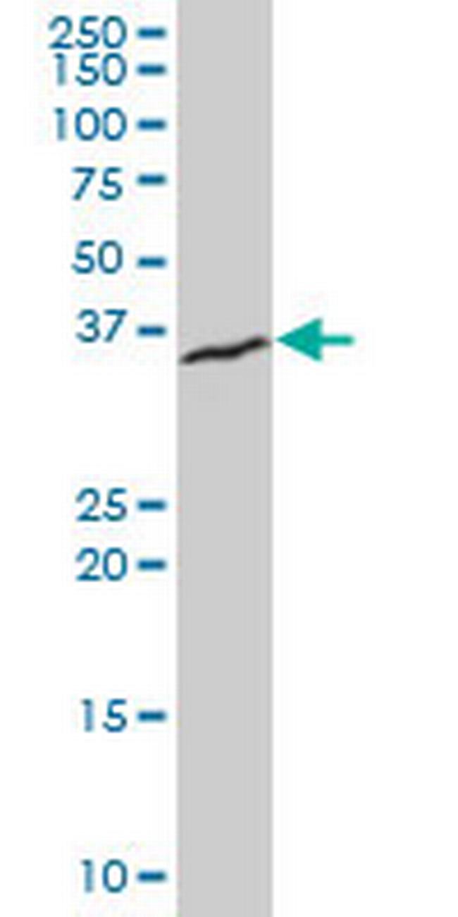 XBP1 Antibody in Western Blot (WB)