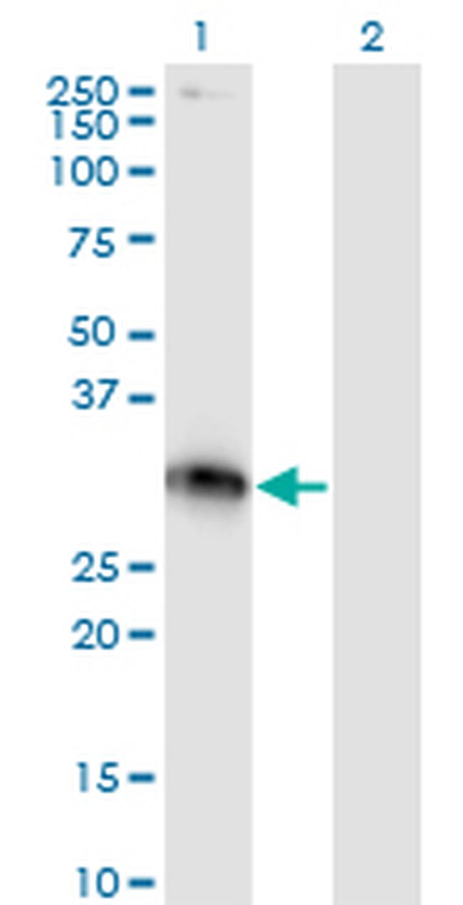 XRCC2 Antibody in Western Blot (WB)