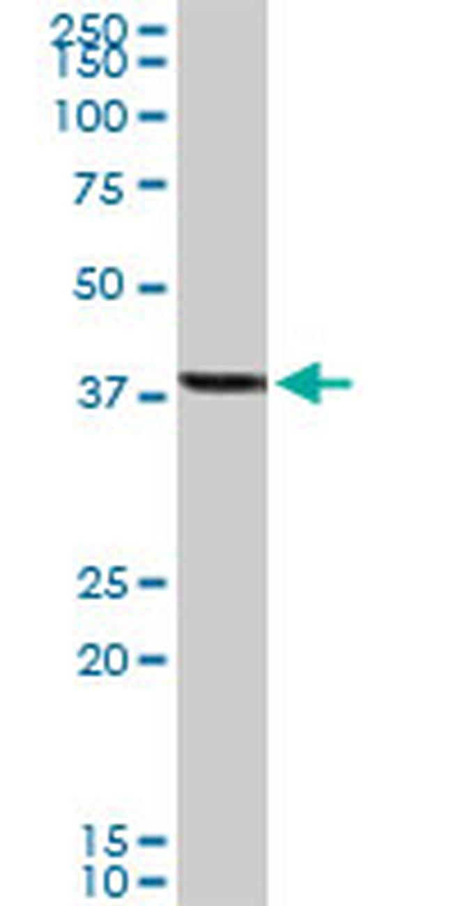 YY1 Antibody in Western Blot (WB)