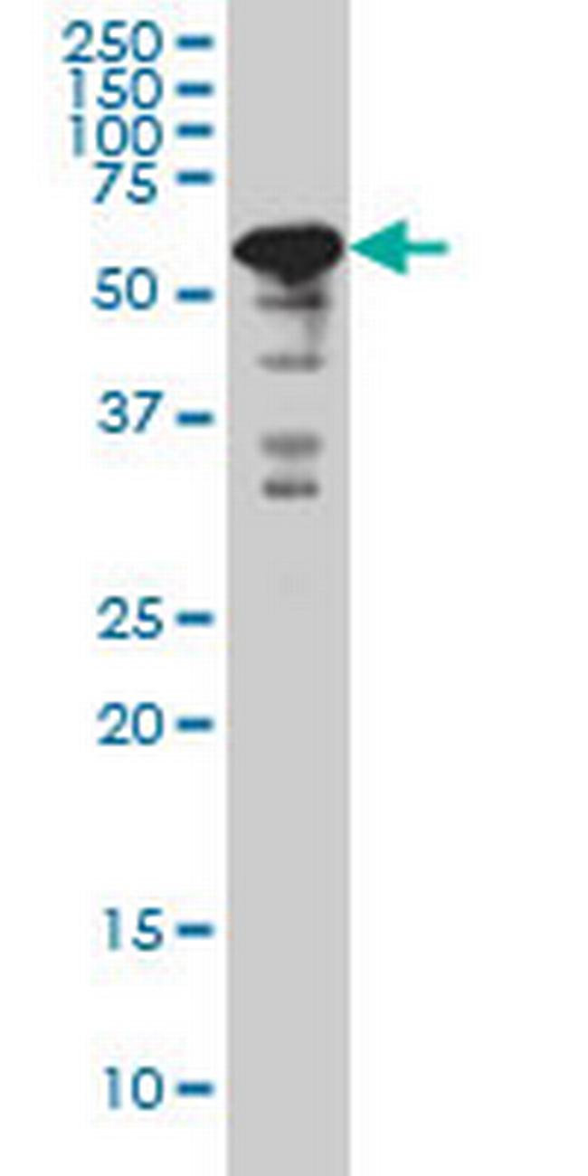 YY1 Antibody in Western Blot (WB)