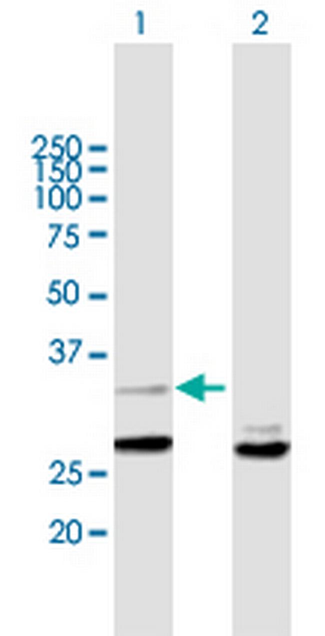 YWHAZ Antibody in Western Blot (WB)