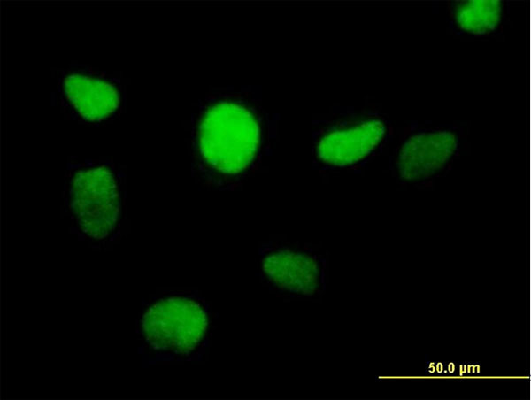 ZFP161 Antibody in Immunocytochemistry (ICC/IF)