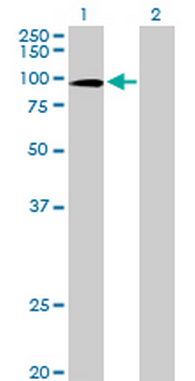 ZNF43 Antibody in Western Blot (WB)