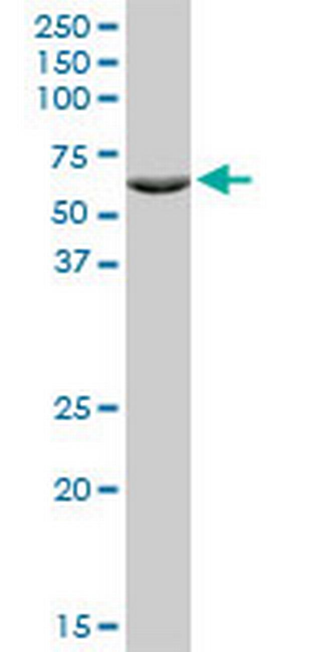 ZNF133 Antibody in Western Blot (WB)