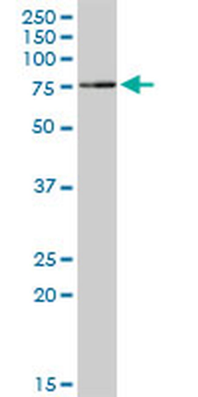 TRIM25 Antibody in Western Blot (WB)