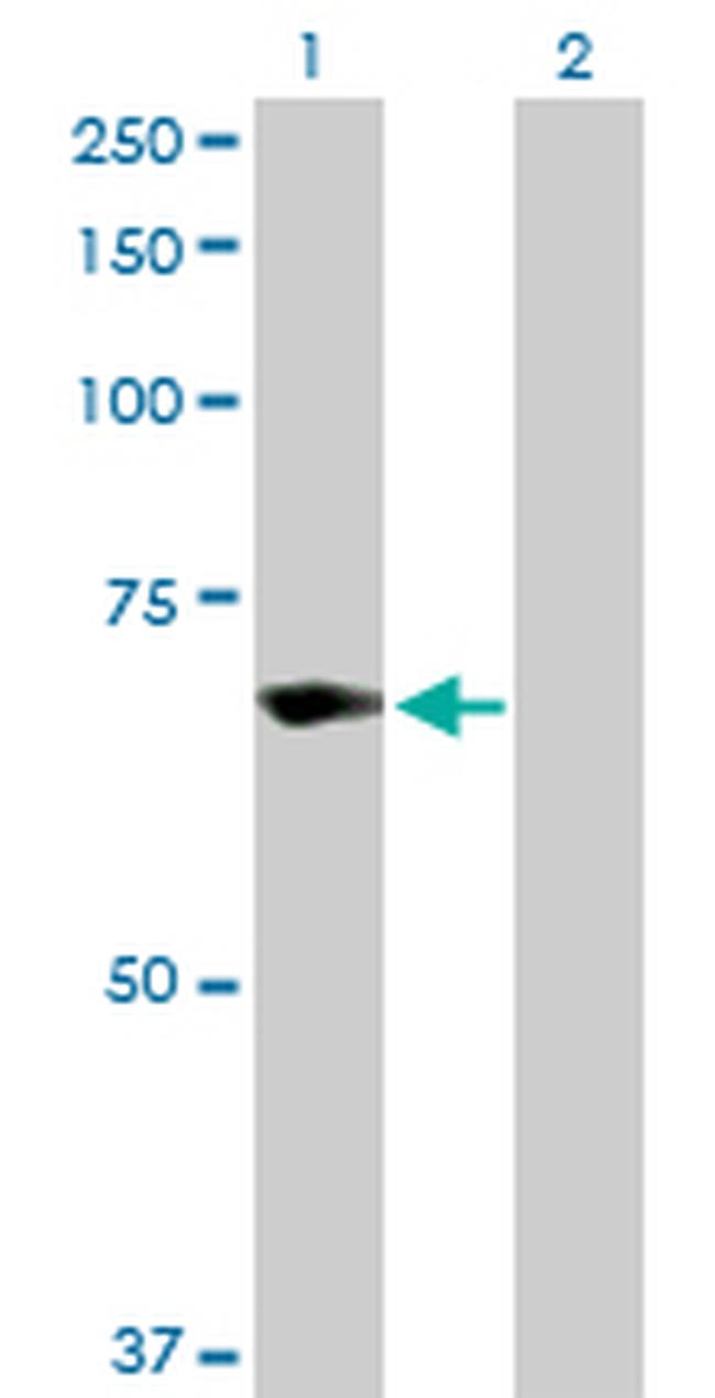 TRIM25 Antibody in Western Blot (WB)