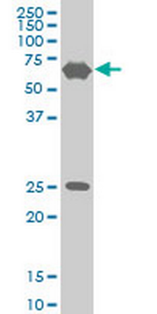 TRIM25 Antibody in Western Blot (WB)