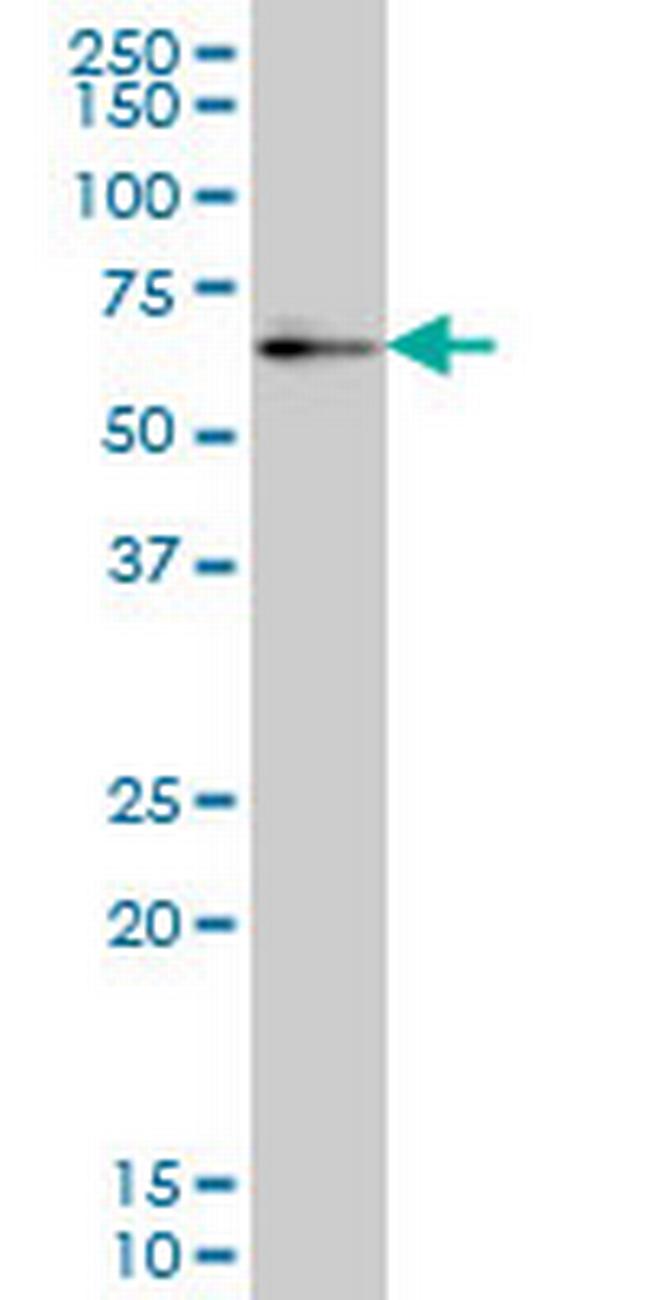 ZNF207 Antibody in Western Blot (WB)