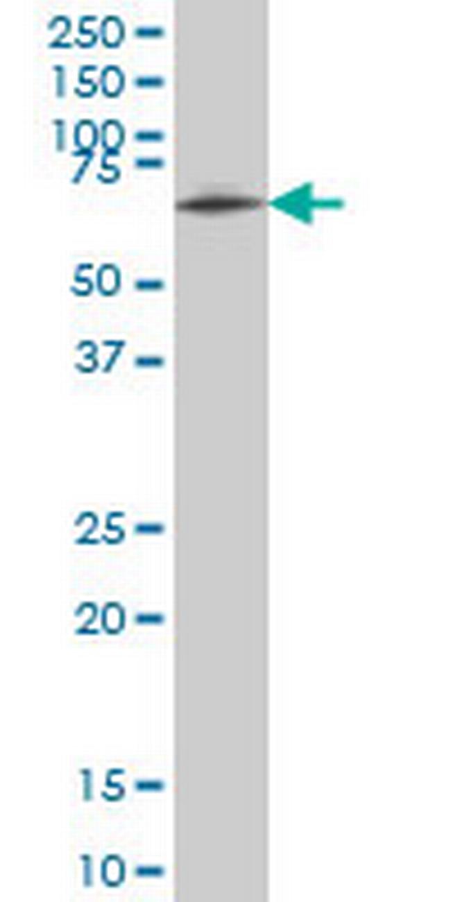 ZNF207 Antibody in Western Blot (WB)