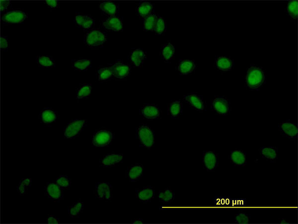 ZNF207 Antibody in Immunocytochemistry (ICC/IF)