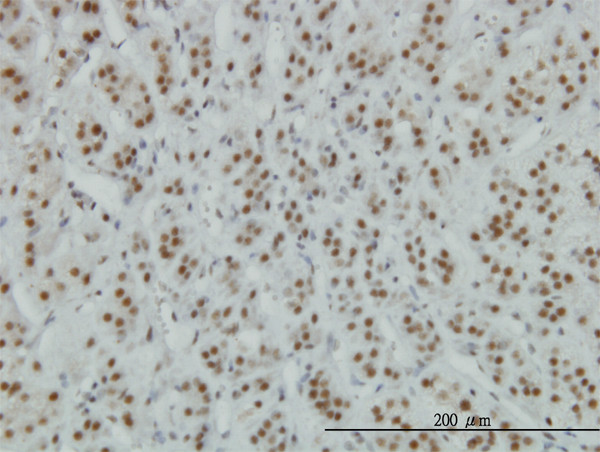 ZNF207 Antibody in Immunohistochemistry (Paraffin) (IHC (P))