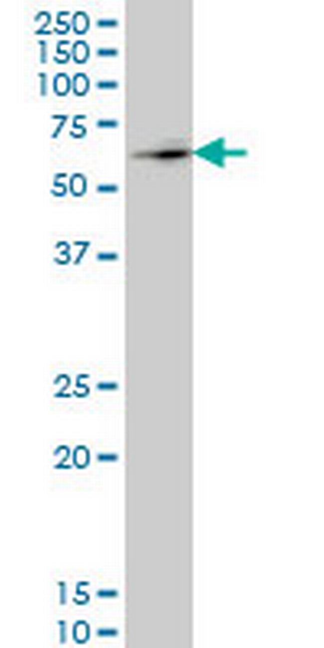 ZNF207 Antibody in Western Blot (WB)