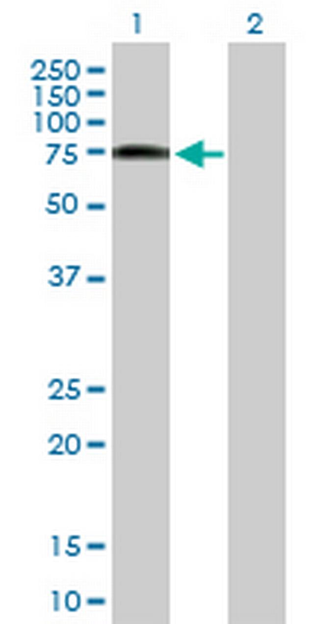 ZYX Antibody in Western Blot (WB)