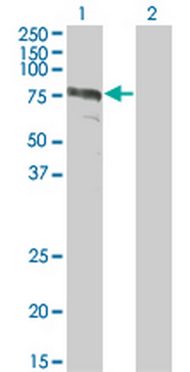 ZYX Antibody in Western Blot (WB)