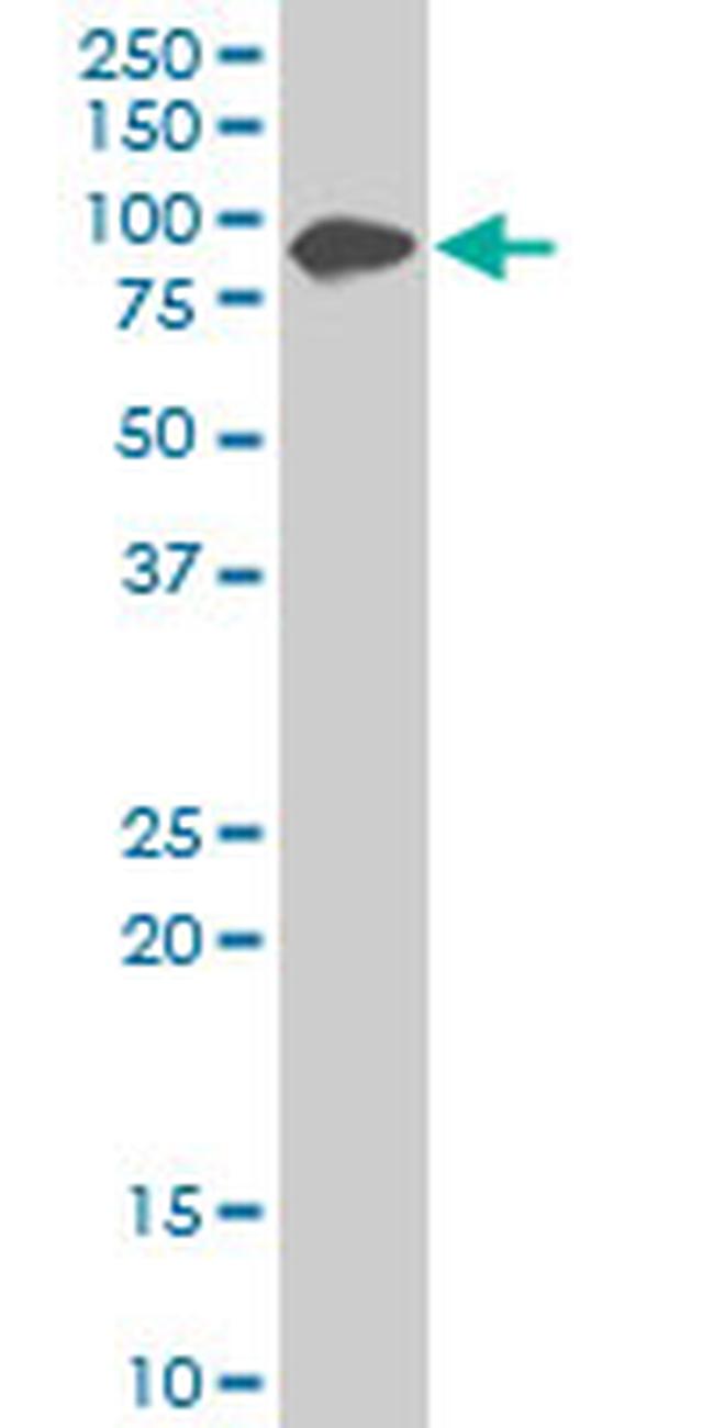 ZYX Antibody in Western Blot (WB)