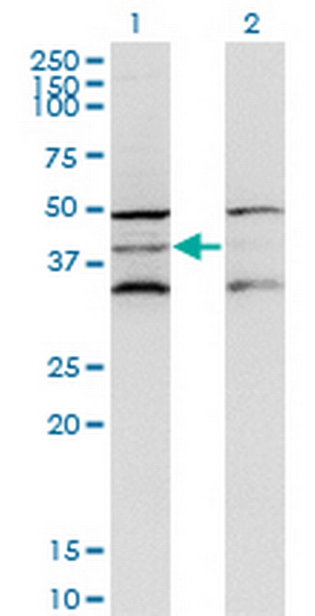 DAP3 Antibody in Western Blot (WB)