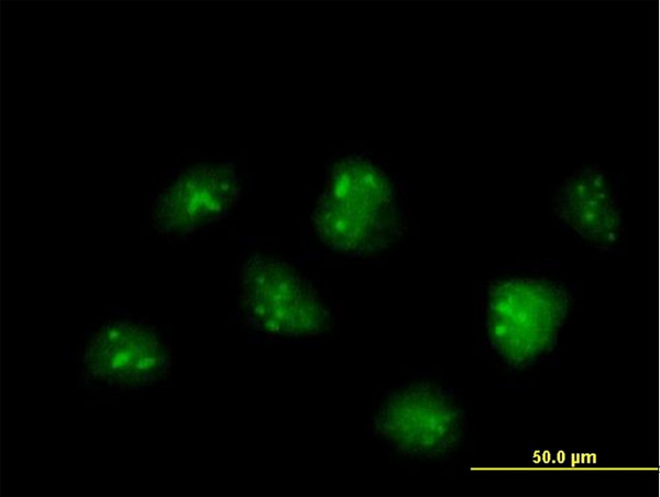 IFRD2 Antibody in Immunocytochemistry (ICC/IF)