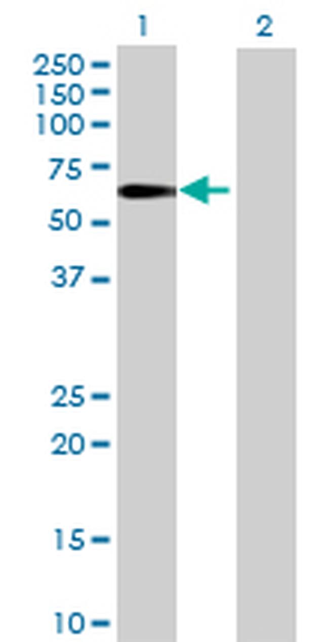 IFRD2 Antibody in Western Blot (WB)