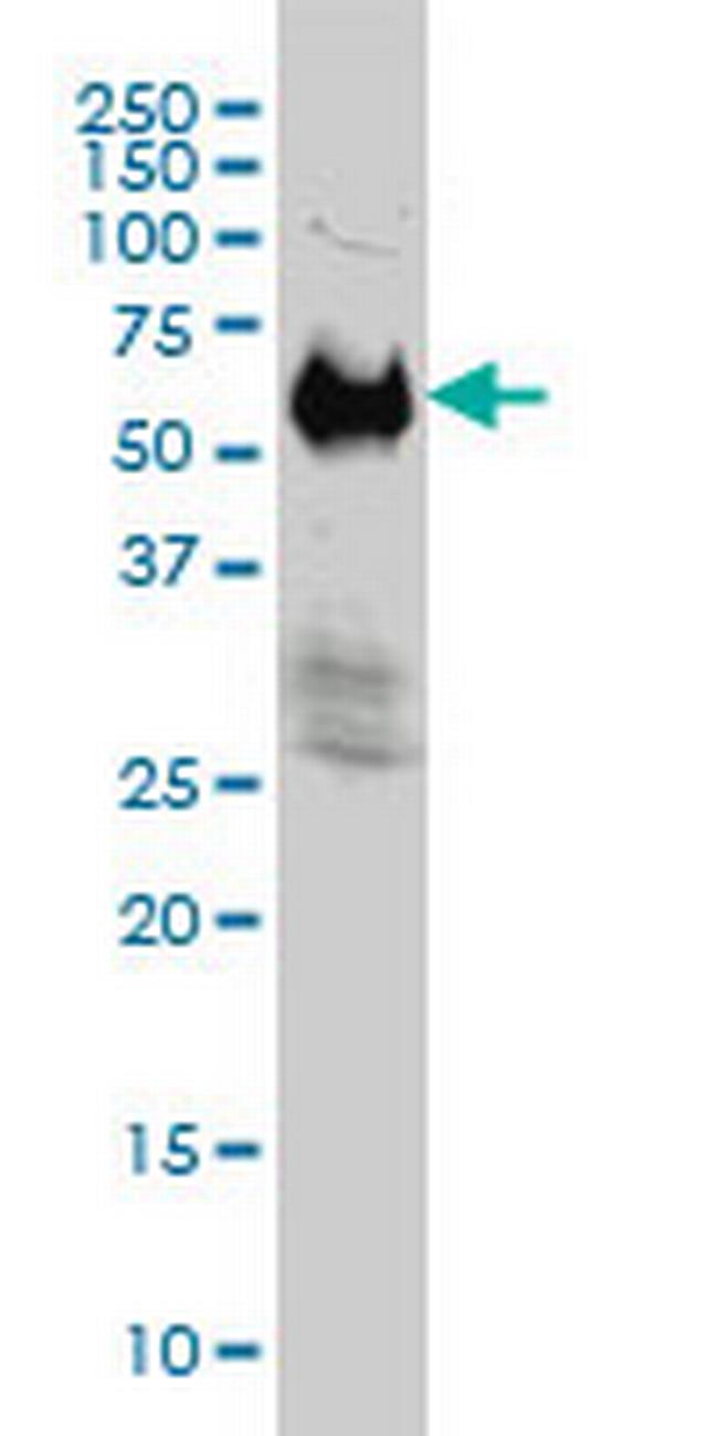 IFRD2 Antibody in Western Blot (WB)