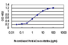 MAPKAPK3 Antibody in ELISA (ELISA)