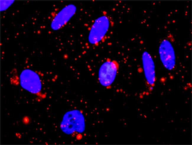 MAPKAPK3 Antibody in Proximity Ligation Assay (PLA) (PLA)